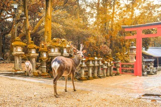 Hert in het Nara Park 