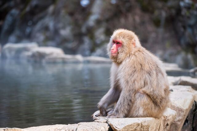 Een Japanse makaak in Jigokudani, Nagano