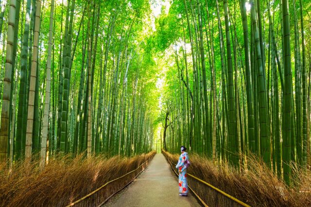 Groen bamboebos in Arashiyama, Kyoto