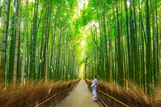 Groen bamboebos in Arashiyama, Kyoto