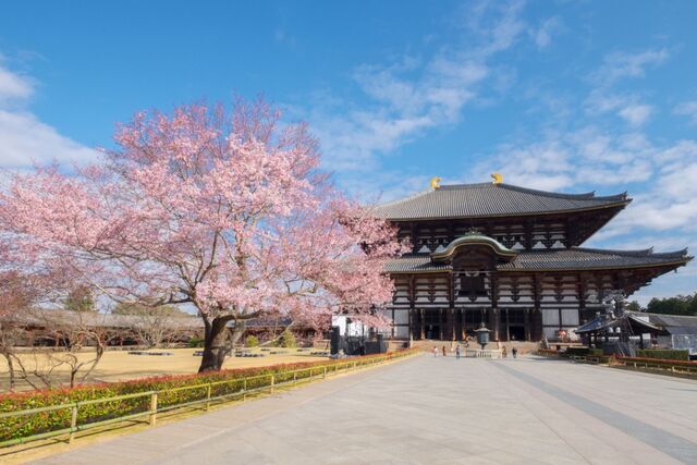 Todai-ji-tempel met kersenbloesem, Nara