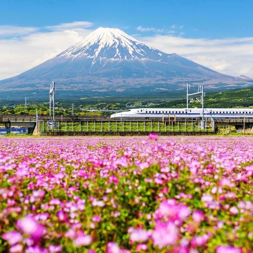Shinkansen rijdt langs een bloemenveld met de berg Fuji op de achtergrond