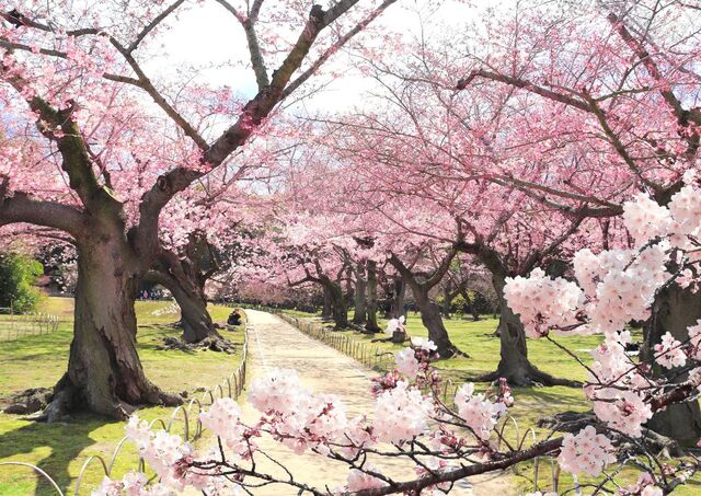 Bloeiende sakurabomen in Koishikawa Korakuen in Tokyo, Japan