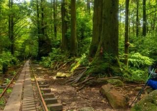 Wandelpaden en spoorweg in Yakushima-bos