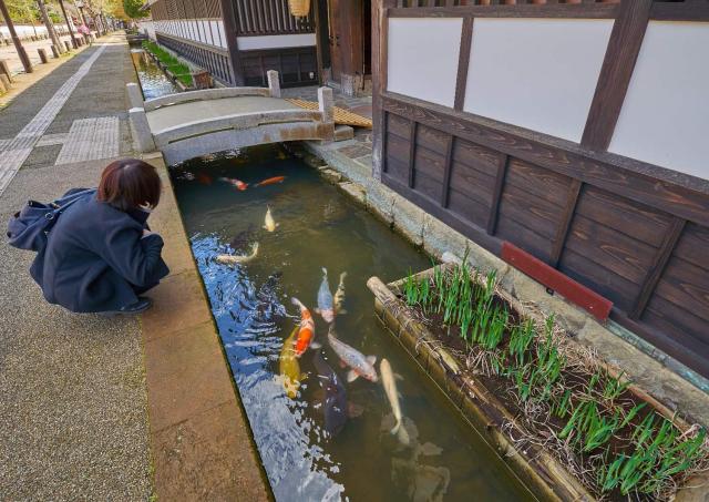 Karper op Tonomachi Street, Tsuwano