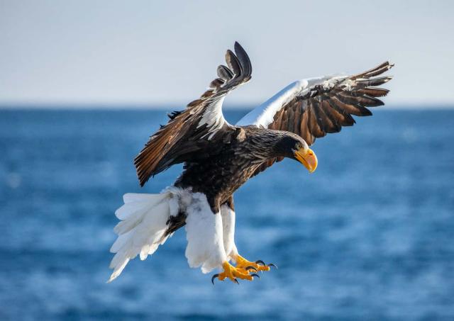 Steller zeearend in Shiretoko Nationaal Park