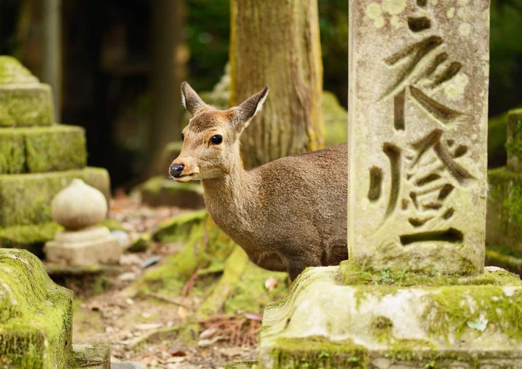 Sika hert bij Kasugataisha heiligdom, Nara