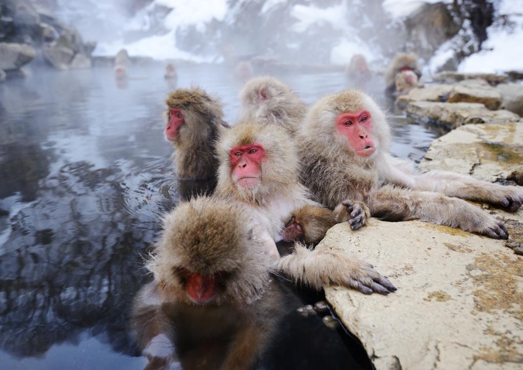 Sneeuwapen baden in warmwaterbronnen in Jigokudani Park