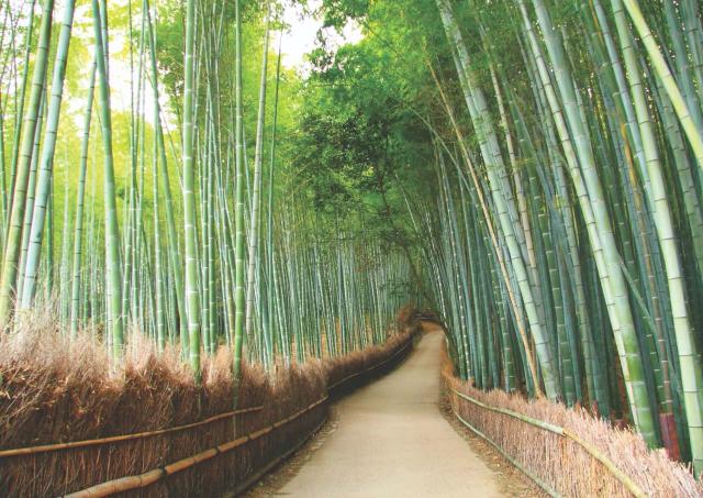 Arashiyama, het bamboebos van Kyoto