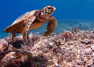 Snorkelen met zeeschildpadden op Aka Beach