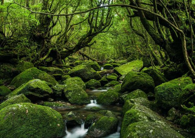 De bossen van Yakushima