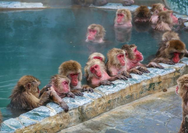 Sneeuwapen genietend van de onsen van Yunokawa