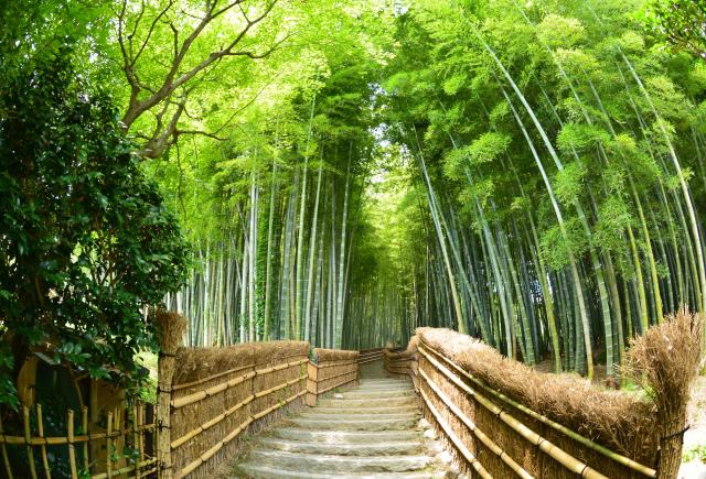 Fushimi Inari-schrijn, Kyoto