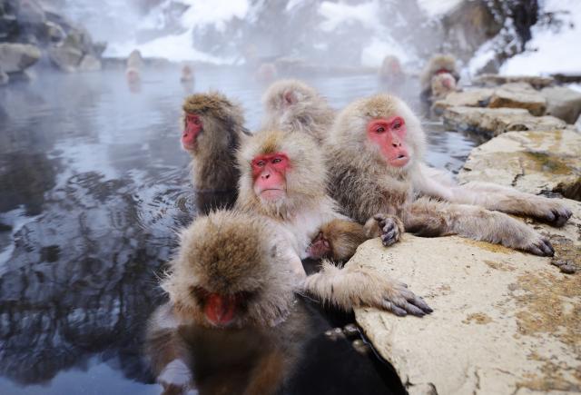 Sneeuwapen in Jigokudani