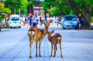 Vriendelijke herten in Nara