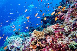 Koraalriffen van de Malediven