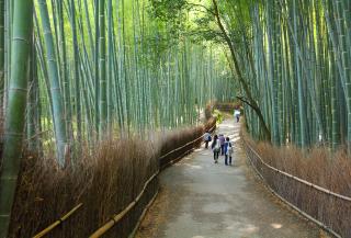 Arashiyama-bamboebos, Kyoto