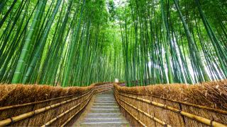 Arahiyama-bamboebos, Sagano