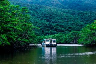 Mangroven, Iriomote-eiland