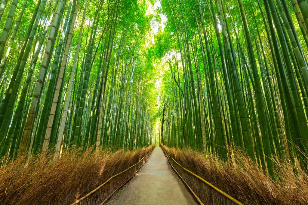 Bamboebos, Sagano, Arashiyama
