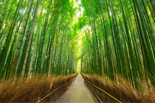 Sagano-bamboebos en Arashiyama-wandeltocht