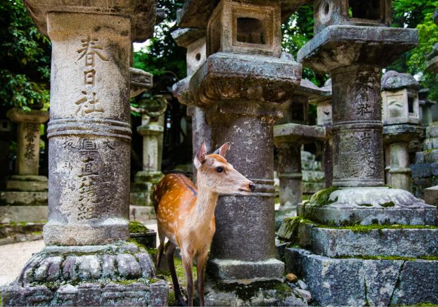 Herten van Nara Park, Nara