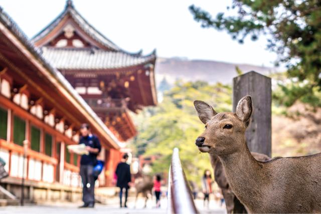 Herten bij Kasuga Taisha-schrijn, Nara