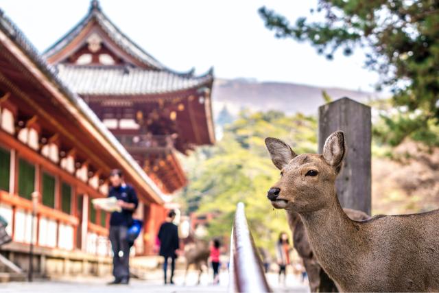 Vriendelijke herten van Nara