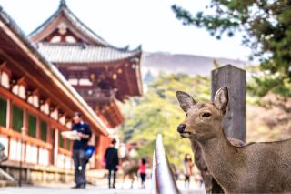 Vriendelijke herten van Nara