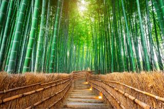 Bamboebos, Arashiyama
