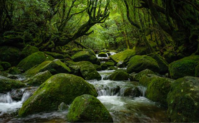 Het eiland Yakushima