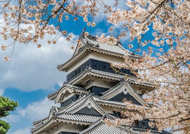 De kersenbloesems van Matsumoto in de lente