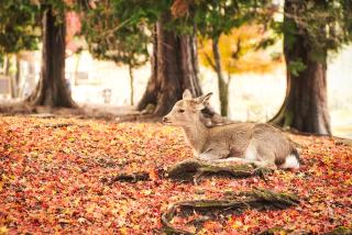 Herfst in Nara