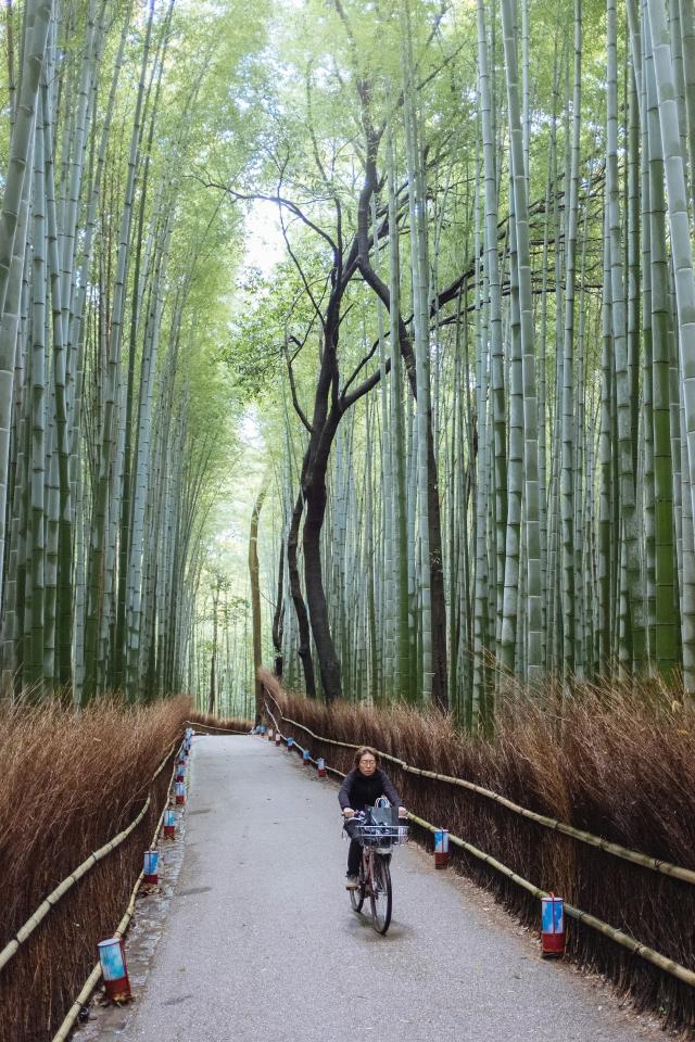 Arashiyama bamboebos