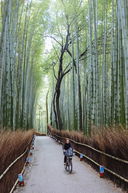 Arashiyama bamboebos