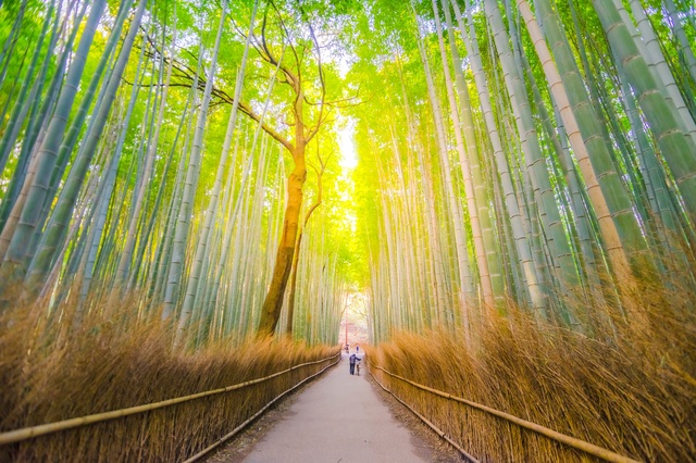 Arashiyama bamboebos