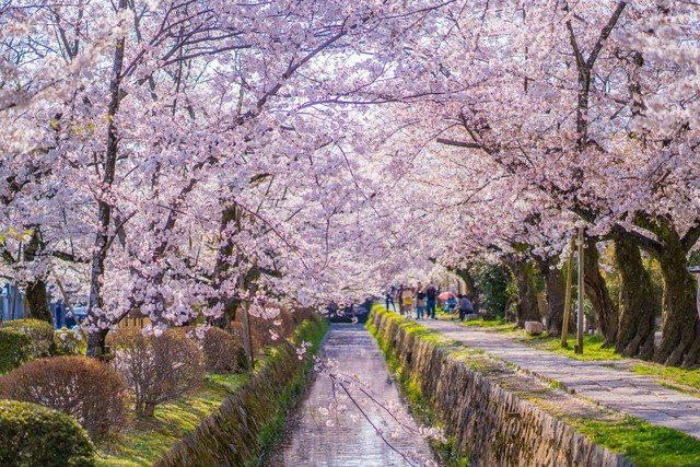 Filosofenpad in de lente, Kyoto