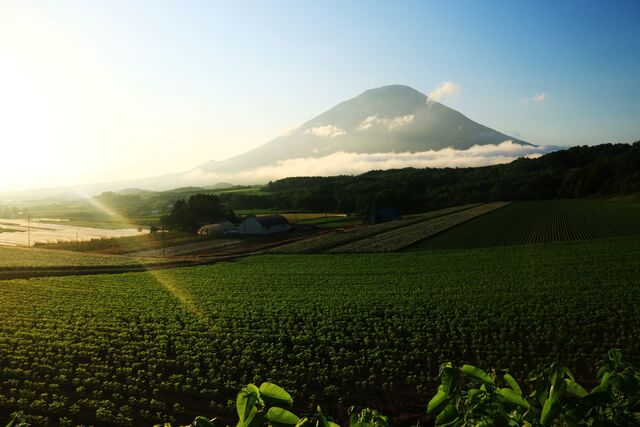 Mt. Yotei in de zomer, Niseko